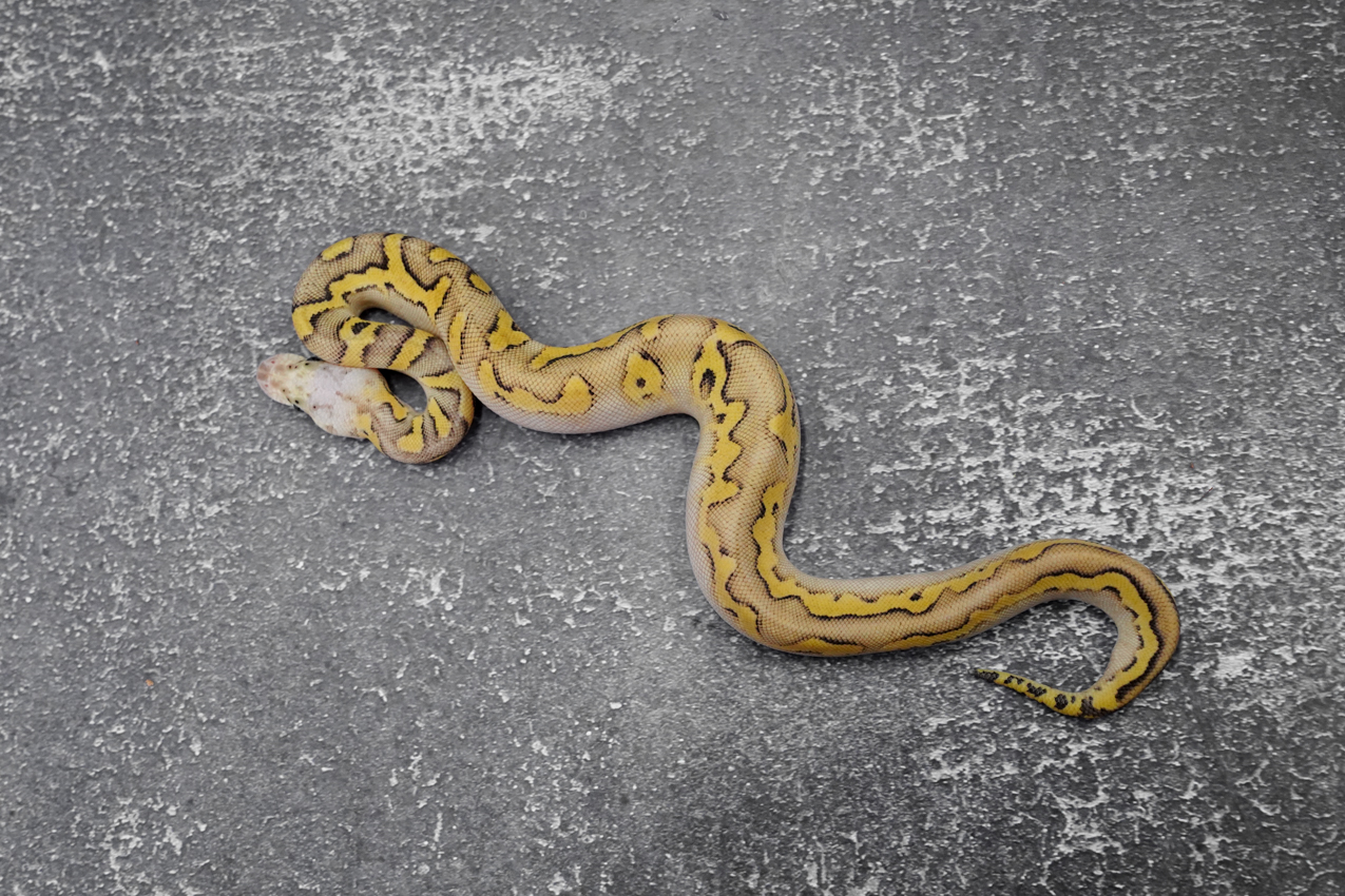 Calico YB Super Pastel Desert Ghost Clown – REALITY BALL PYTHON