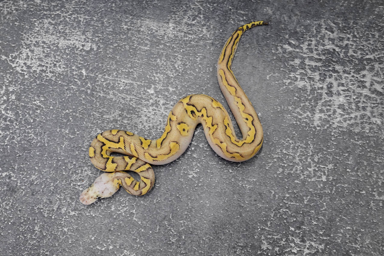 Calico YB Super Pastel Desert Ghost Clown – REALITY BALL PYTHON