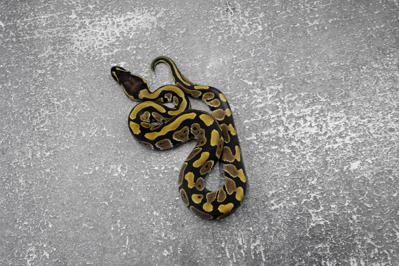 Normal 100% Het Clown / Cryptic 66% Het Desert Ghost – REALITY BALL PYTHON