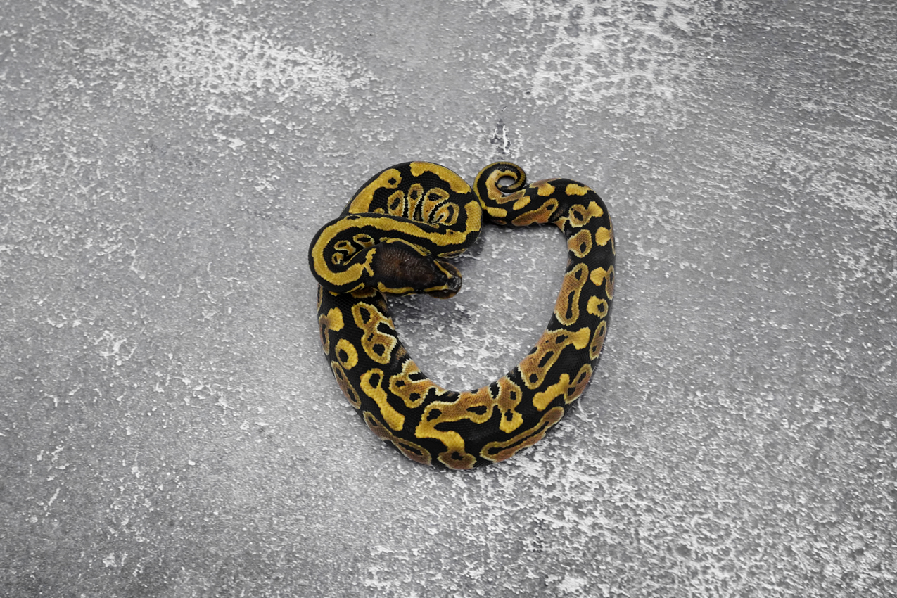 Hurricane 100% Het Clown / Cryptic 66% Het Desert Ghost – REALITY BALL ...