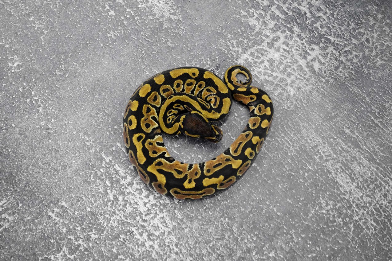 Hurricane 100% Het Clown / Cryptic 66% Het Desert Ghost – REALITY BALL ...