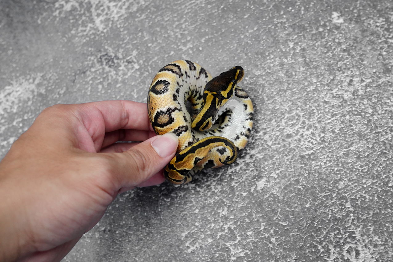 Hurricane 100% Het Clown / Cryptic 66% Het Desert Ghost – REALITY BALL ...