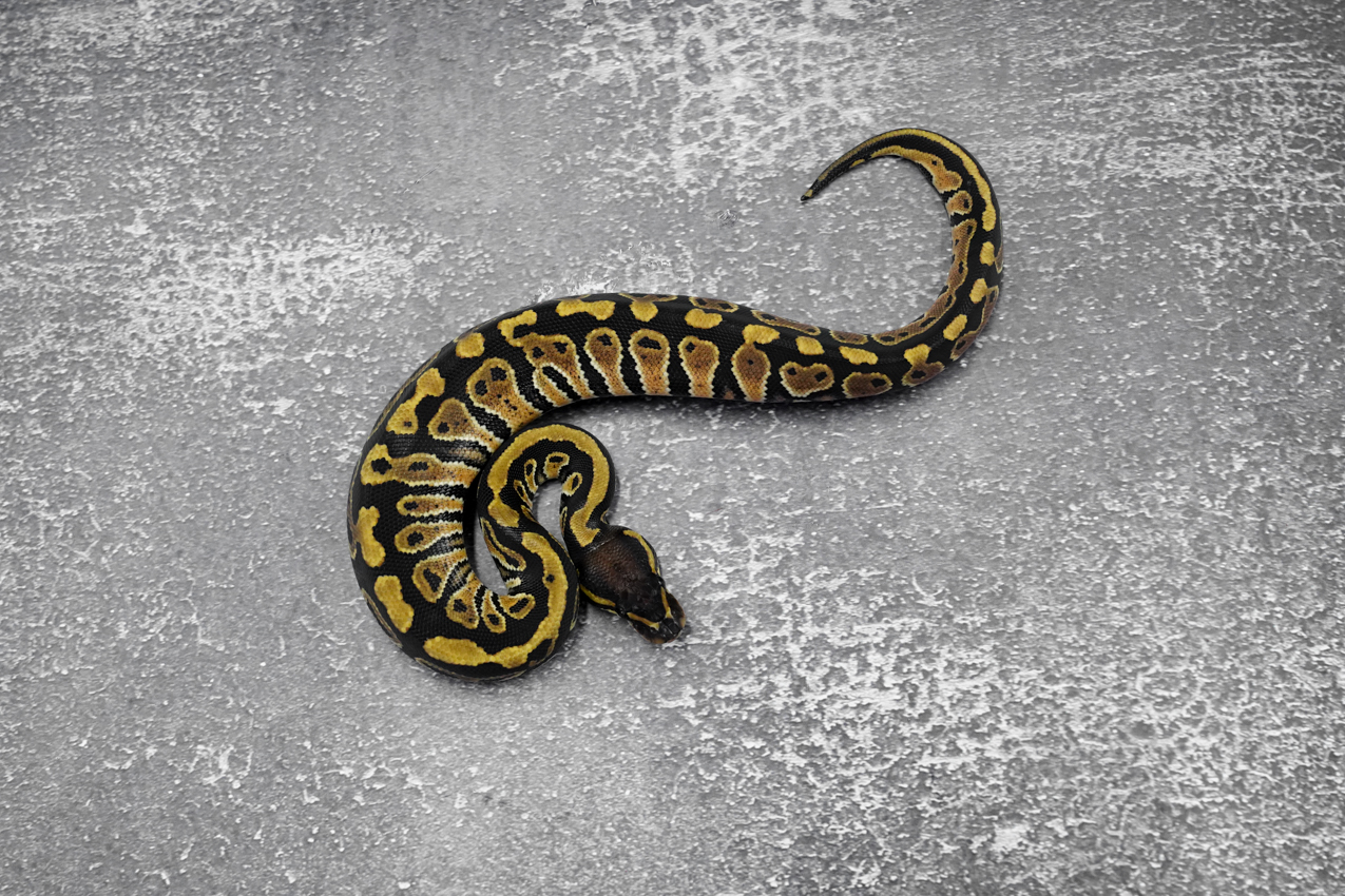 Hurricane 100% Het Clown / Cryptic 66% Het Desert Ghost – REALITY BALL ...