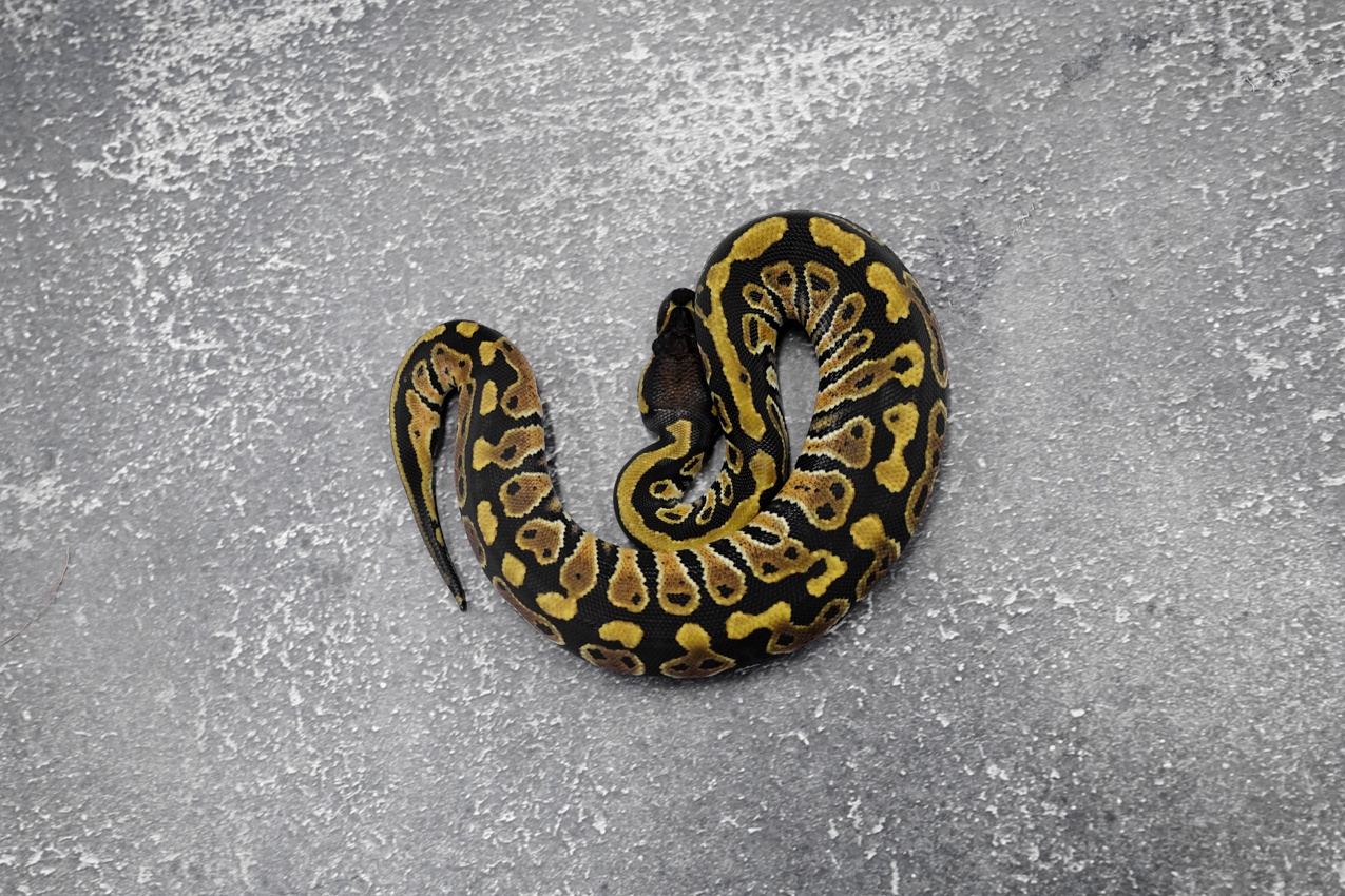 Hurricane 100% Het Clown / Cryptic 66% Het Desert Ghost – REALITY BALL ...