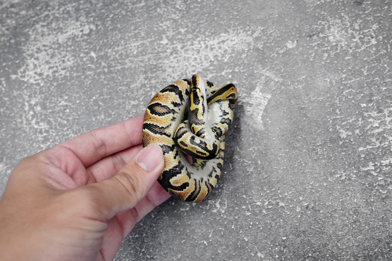 Hurricane 100% Het Clown / Cryptic 66% Het Desert Ghost – REALITY BALL ...