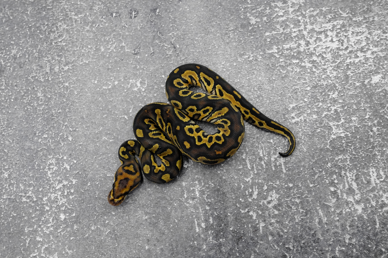 Hurricane Chocolate Clown 66% Het Desert Ghost – REALITY BALL PYTHON