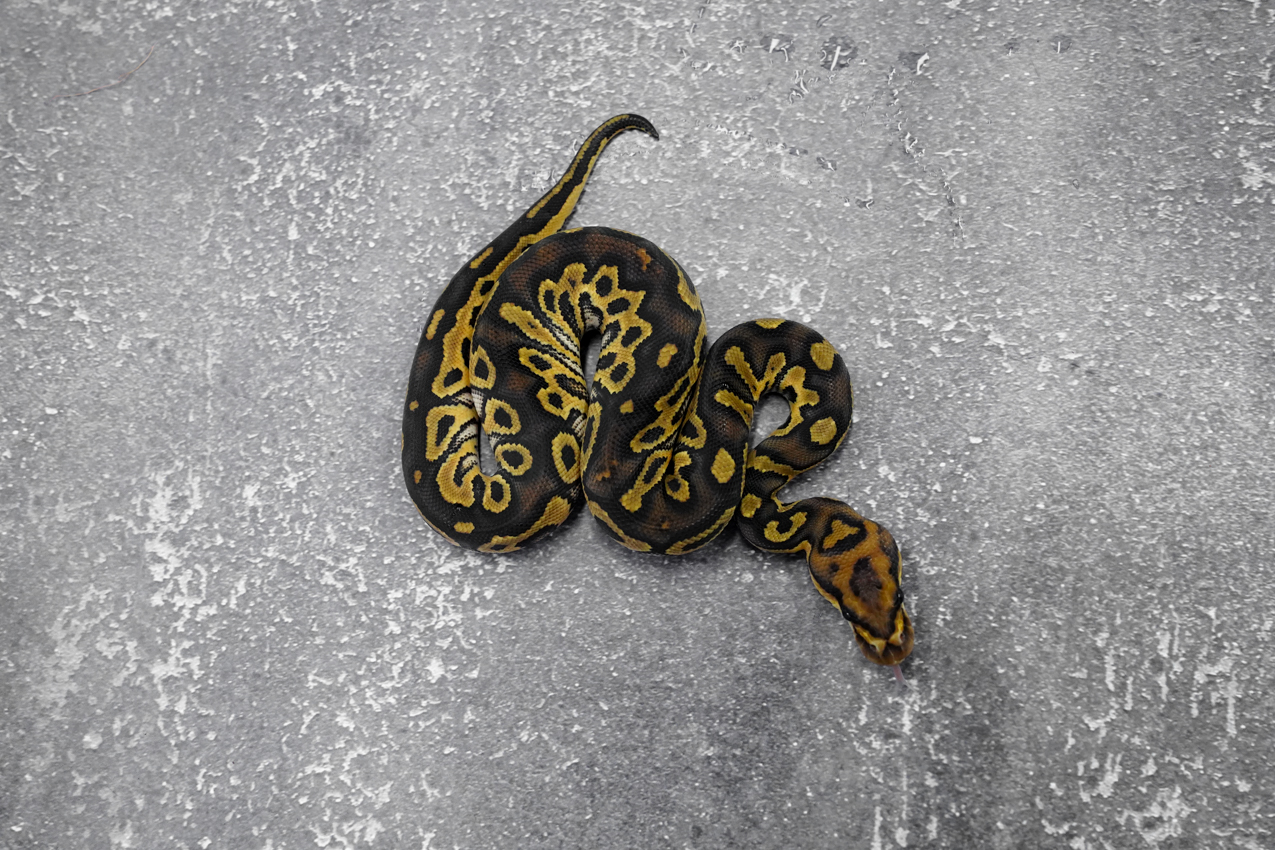 Hurricane Chocolate Clown 66% Het Desert Ghost – REALITY BALL PYTHON