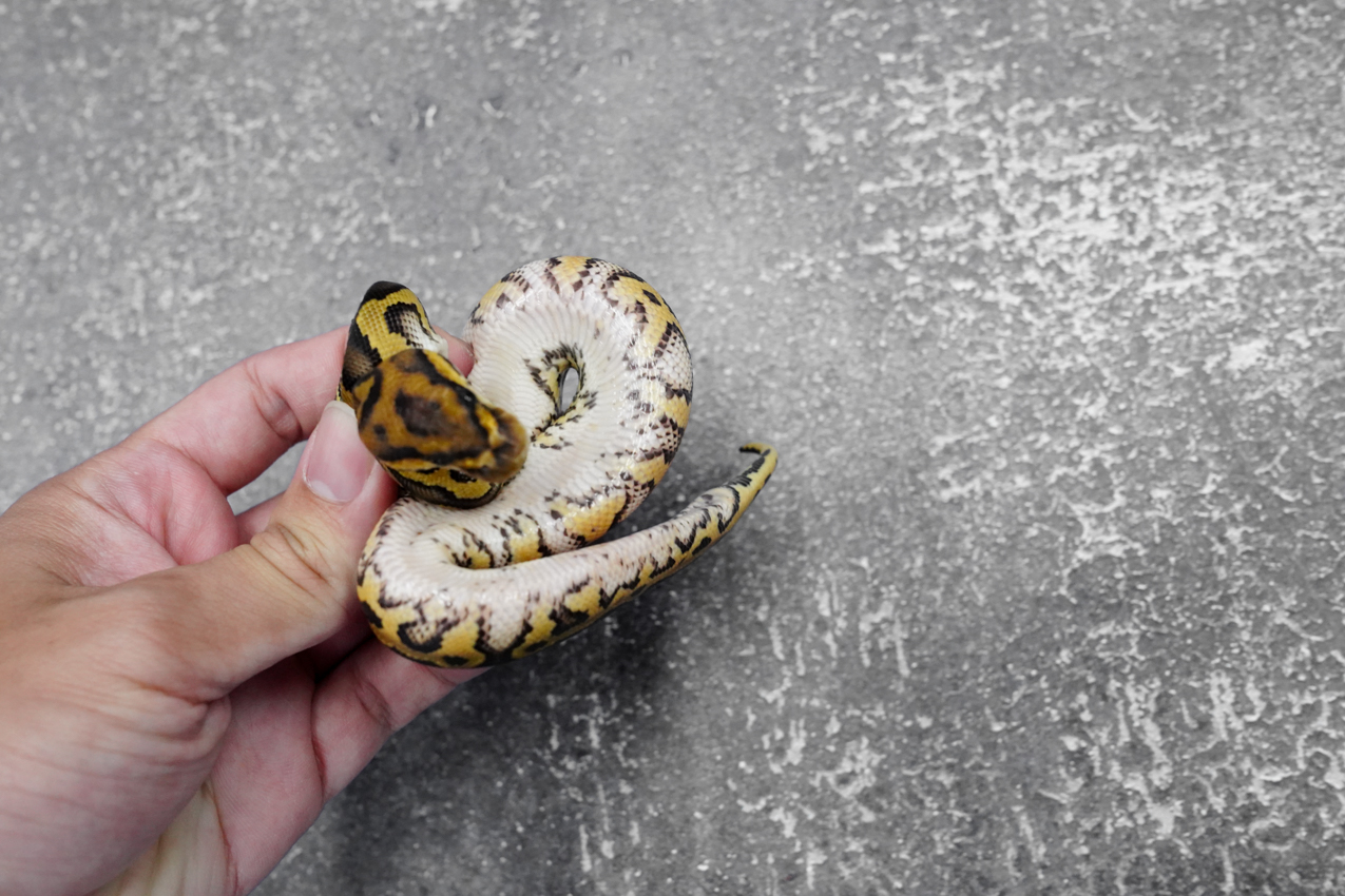 Hurricane Chocolate Clown 66% Het Desert Ghost – REALITY BALL PYTHON