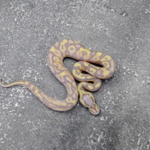 Banana Pastel Gravel / YB 100% Het Clown