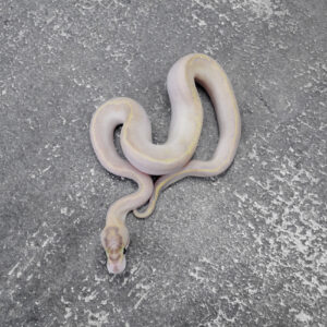 OD / Fire Ivory 100% Het Clown