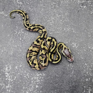 Enchi Pastel Fire  YB 100% DH Clown Pied