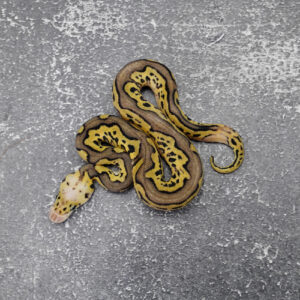 YB Pastel Clown 100% Het Pied