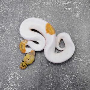 YB Pastel Clown Pied