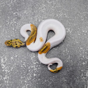 Pastel Fire / YB Clown Pied