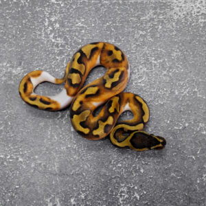 Panther Pied