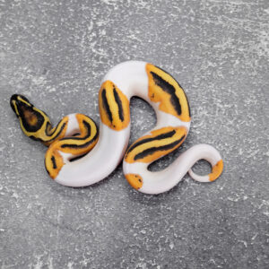 OD YB Fire Panther Pied