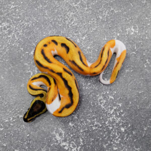 Super OD YB Enchi Panther Pied (HI)