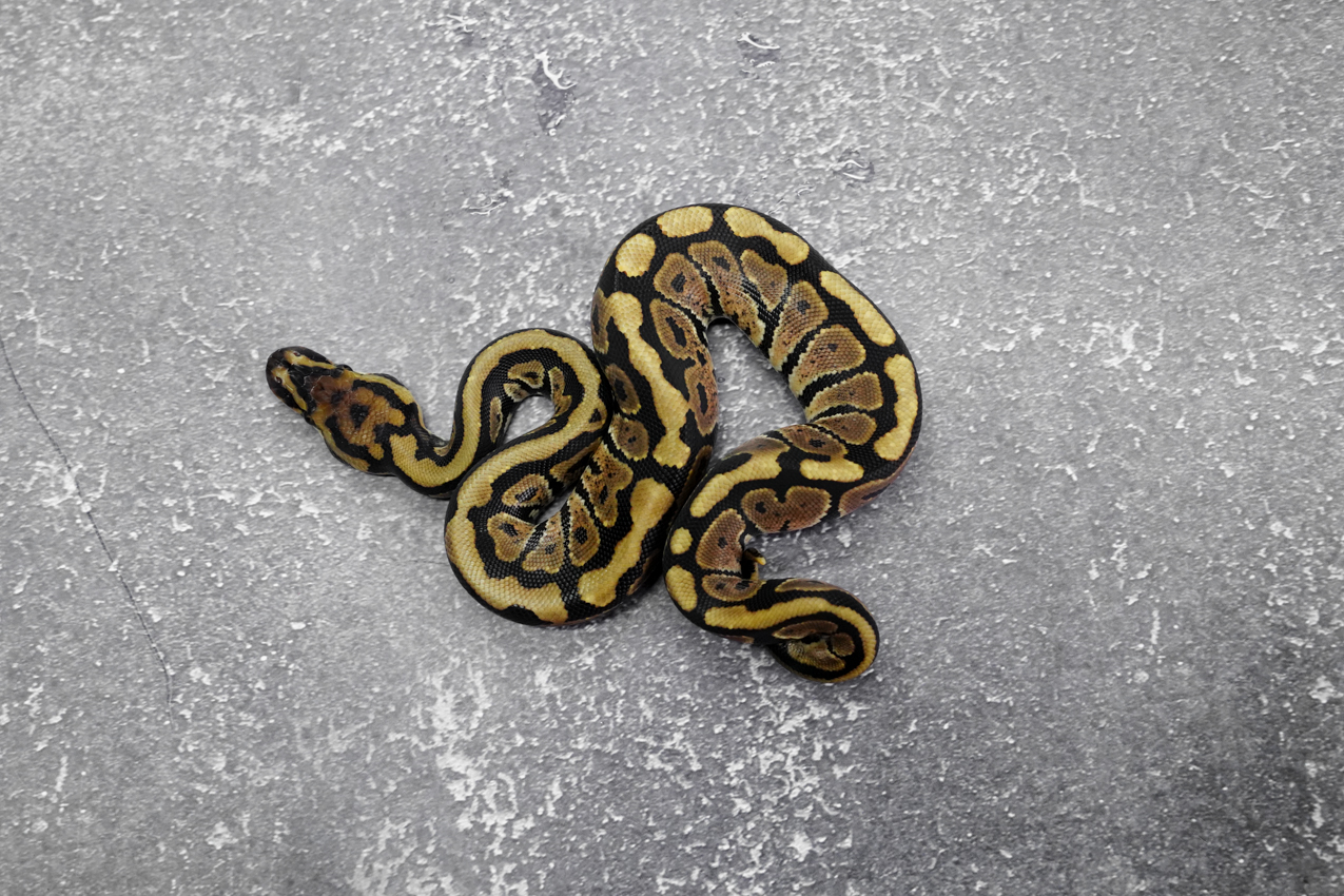 Spotnose 100% DH Desert Ghost Clown – REALITY BALL PYTHON