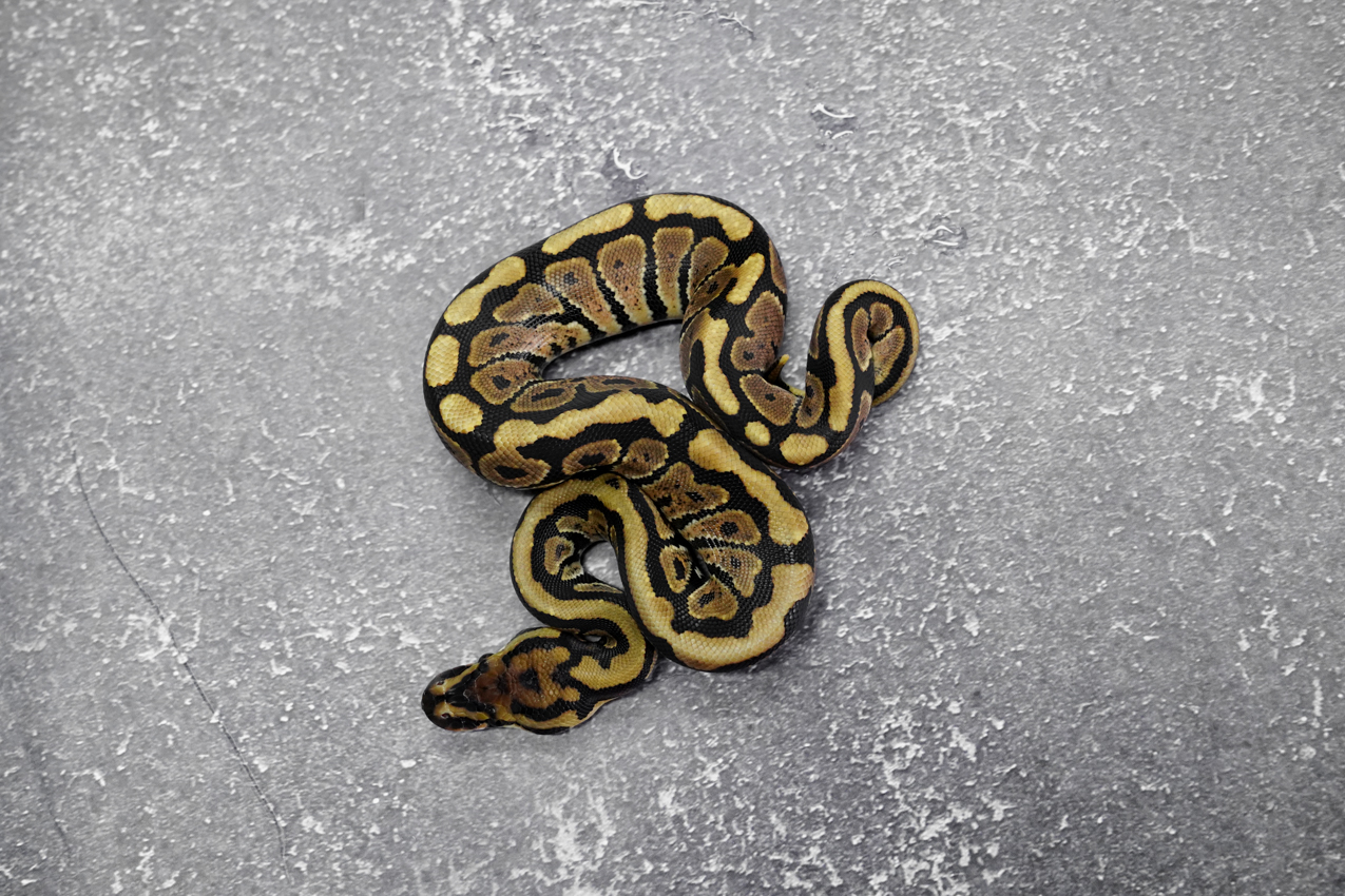 Spotnose 100% DH Desert Ghost Clown – REALITY BALL PYTHON