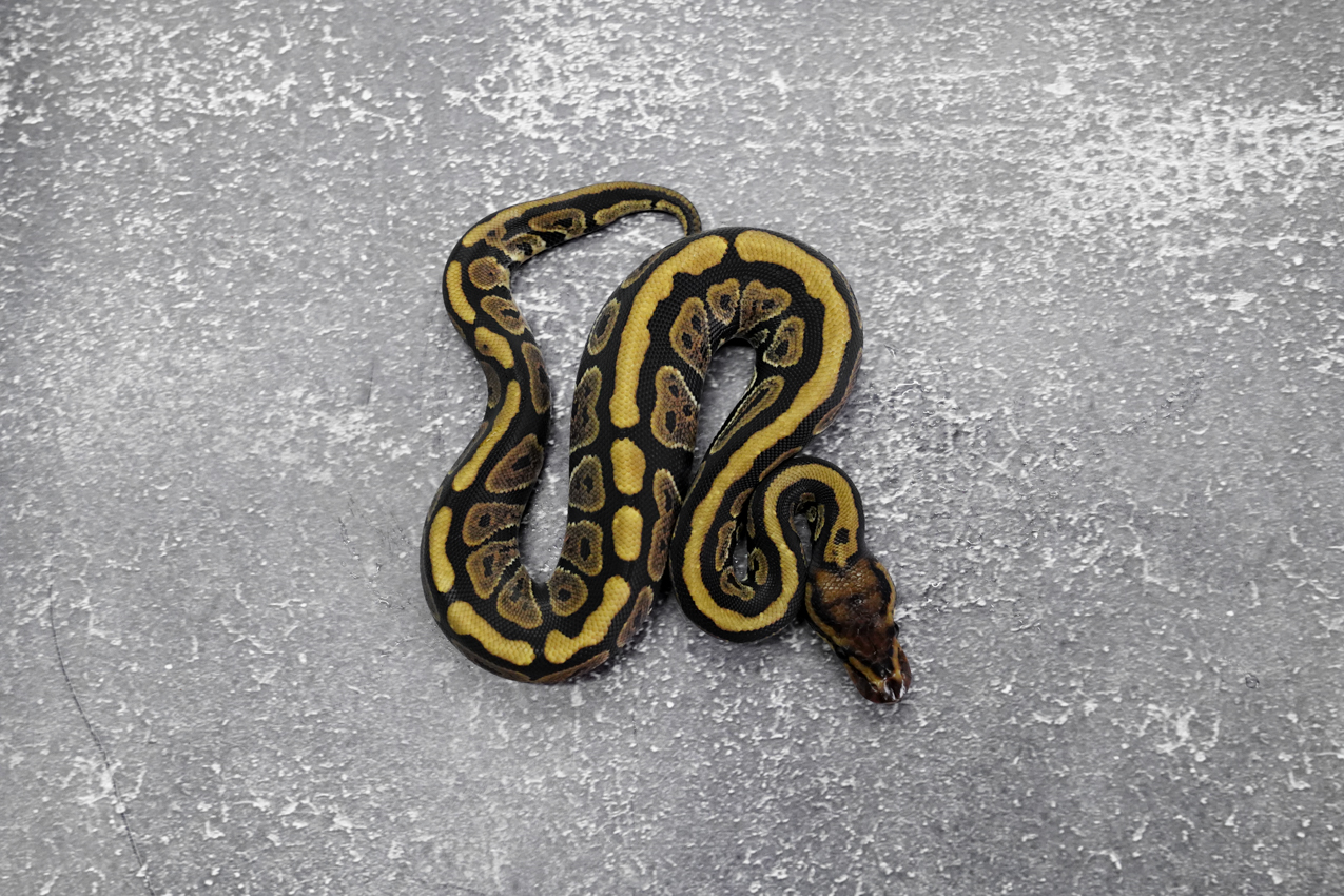 Spotnose Cinnamon 100% DH Desert Ghost Clown – REALITY BALL PYTHON