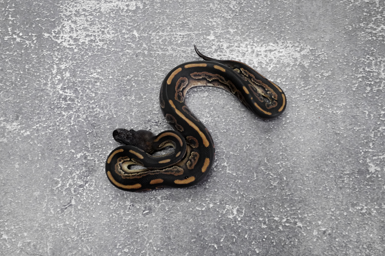 Mahogany Cinnamon 100% DH Desert Ghost Clown – REALITY BALL PYTHON