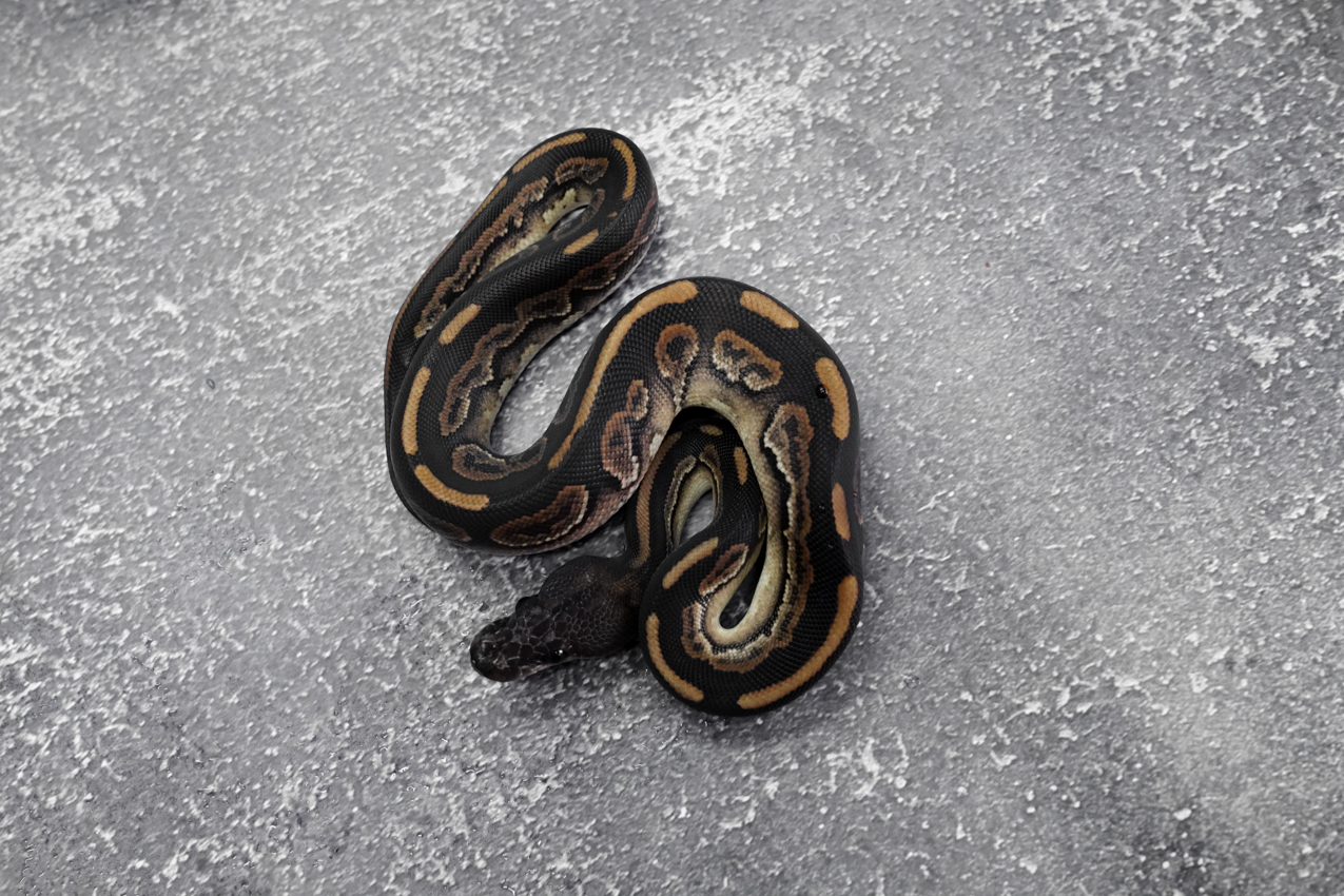 Mahogany Cinnamon 100% DH Desert Ghost Clown – REALITY BALL PYTHON