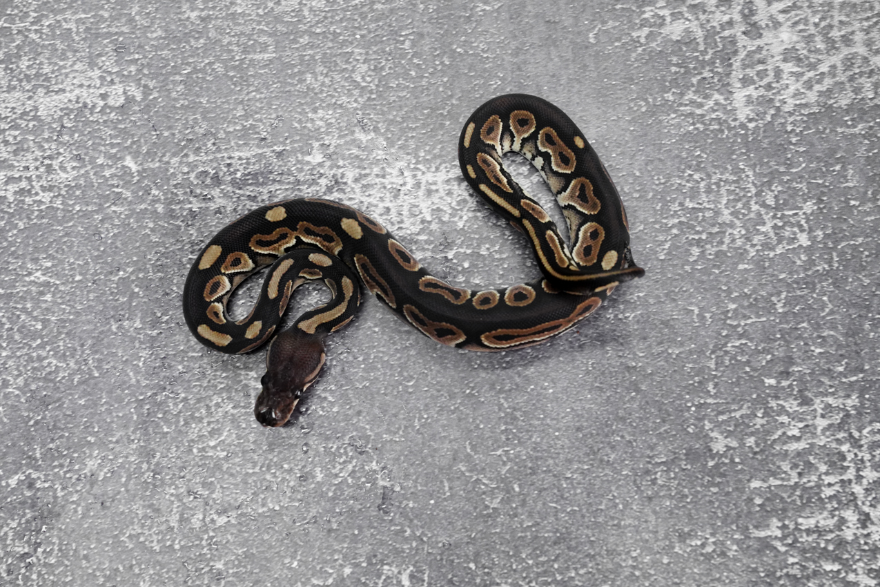 Cinnamon 100% DH Desert Ghost Clown – REALITY BALL PYTHON