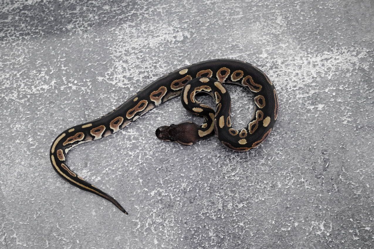 Cinnamon 100% DH Desert Ghost Clown – REALITY BALL PYTHON