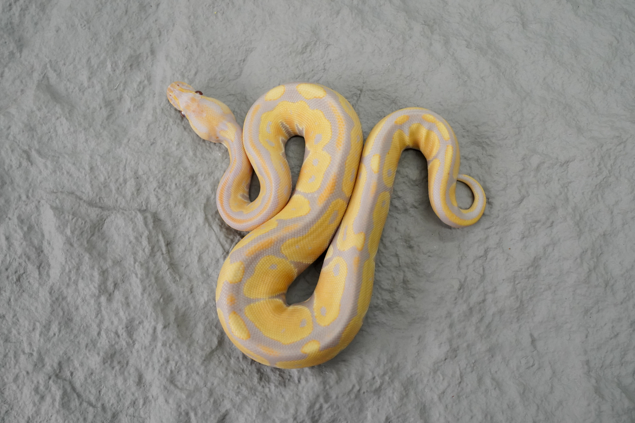 Bongo Candy / Candino – REALITY BALL PYTHON