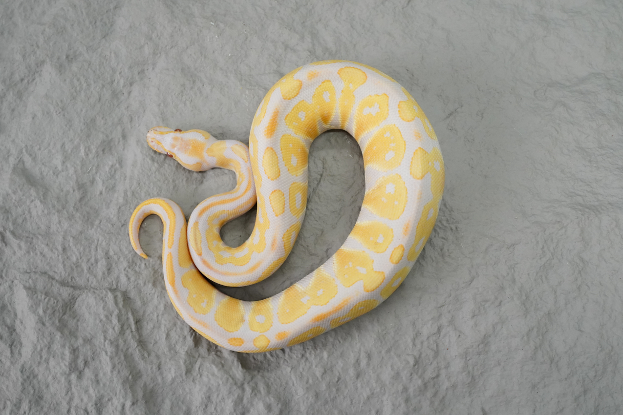 Bongo Candy / Candino – REALITY BALL PYTHON
