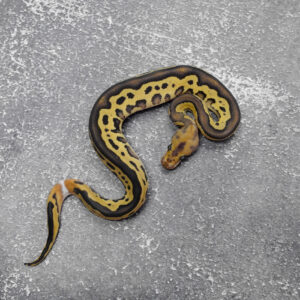 Black Head Leopard Disco Phantom Clown 50% Het Pied