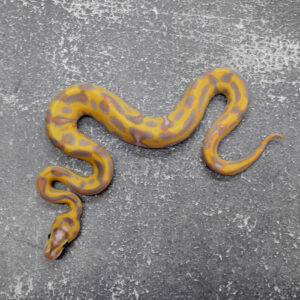 Black Head Leopard Enchi Banana Crypton  50% Het Pied