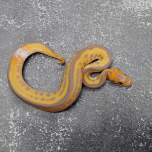 Black Head Red Gene Leopard Banana Clown  50% Het Pied Poss Disco