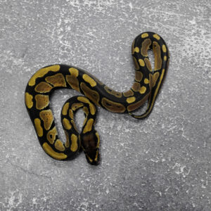 Blade 100% TPH VPI Axanthic Desert Ghost Clown