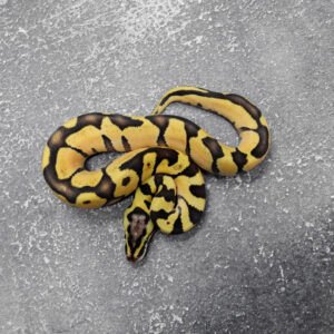 Enchi YB Pastel 100% Het Paint 50% Het Clown