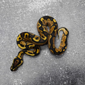 Disco YB 66% Het Paint  Poss Red Gene