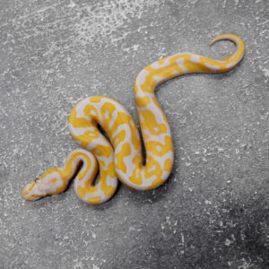 YB Leopard Candy 100% Het Clown