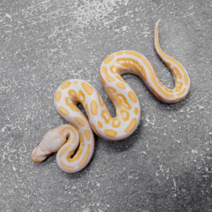 Black Pastel Candy 100% Het Clown Poss YB
