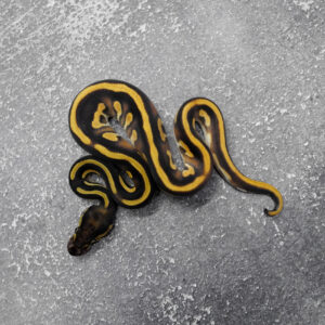 Black Head Red Gene Leopard OD YB 100% Het Clown