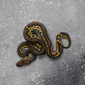Black Head Red Gene Leopard Phantom OD YB Clown