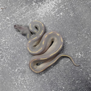 Black Head Red Gene Leopard Super Phantom 100% Het Clown