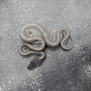 Black Head Red Gene Disco Super Phantom 100% Het Clown