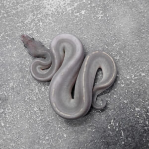 Black Head Red Gene Leopard Disco OD / Enchi 100% Het Clown