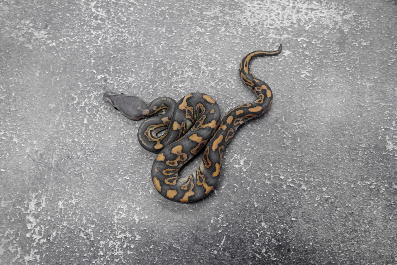 Hurricane Chocolate YB Crypton Hypo 66% Het Desert Ghost – REALITY BALL ...