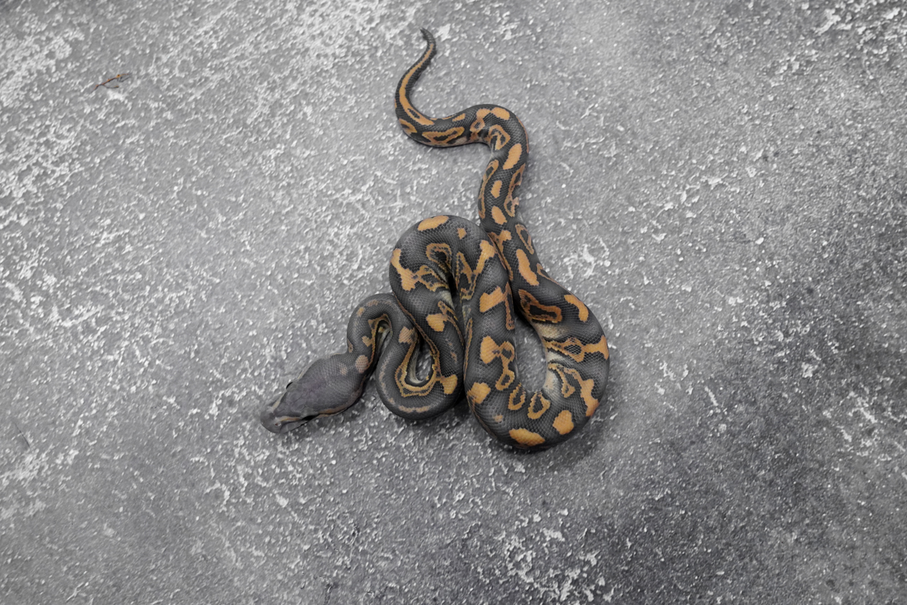 Hurricane Chocolate YB Crypton Hypo 66% Het Desert Ghost – REALITY BALL ...