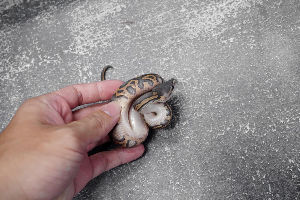 Hurricane Chocolate YB Crypton Hypo 66% Het Desert Ghost – REALITY BALL ...