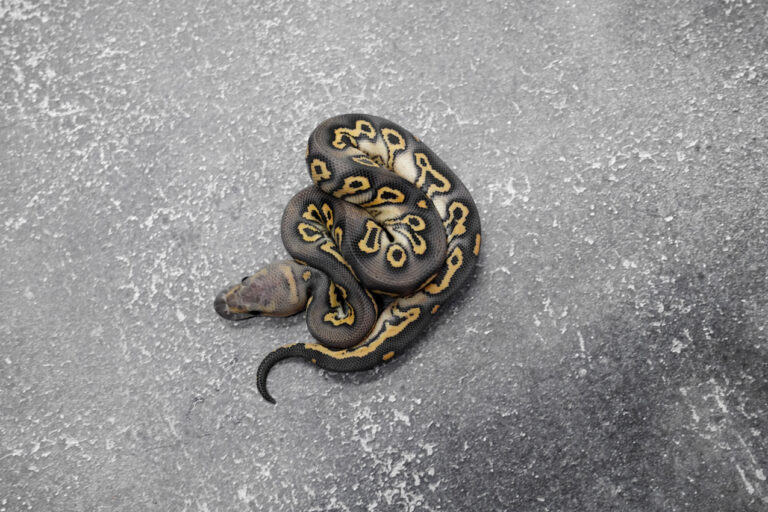 Hurricane Chocolate Cinnamon Clown 66% DH Hypo Desert Ghost – REALITY ...