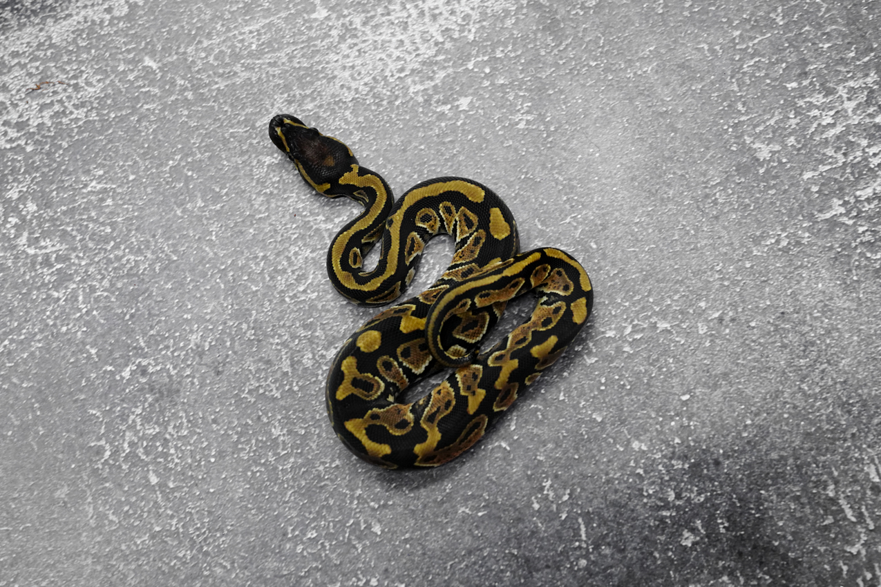 Hurricane YB 100% Het Clown / Cryptic 66% DH Hypo Desert Ghost ...