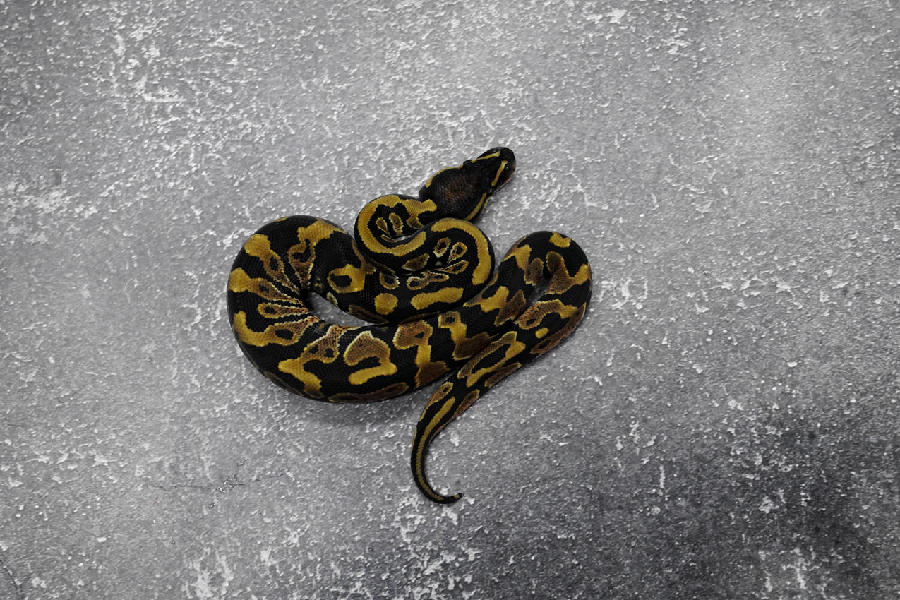 YB 100% Het Clown / Cryptic 66% DH Hypo Desert Ghost – REALITY BALL PYTHON
