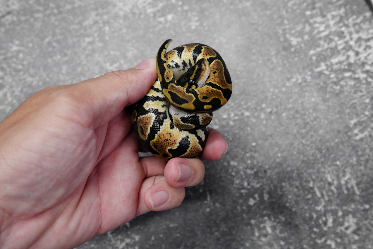 YB 100% Het Clown / Cryptic 66% DH Hypo Desert Ghost – REALITY BALL PYTHON